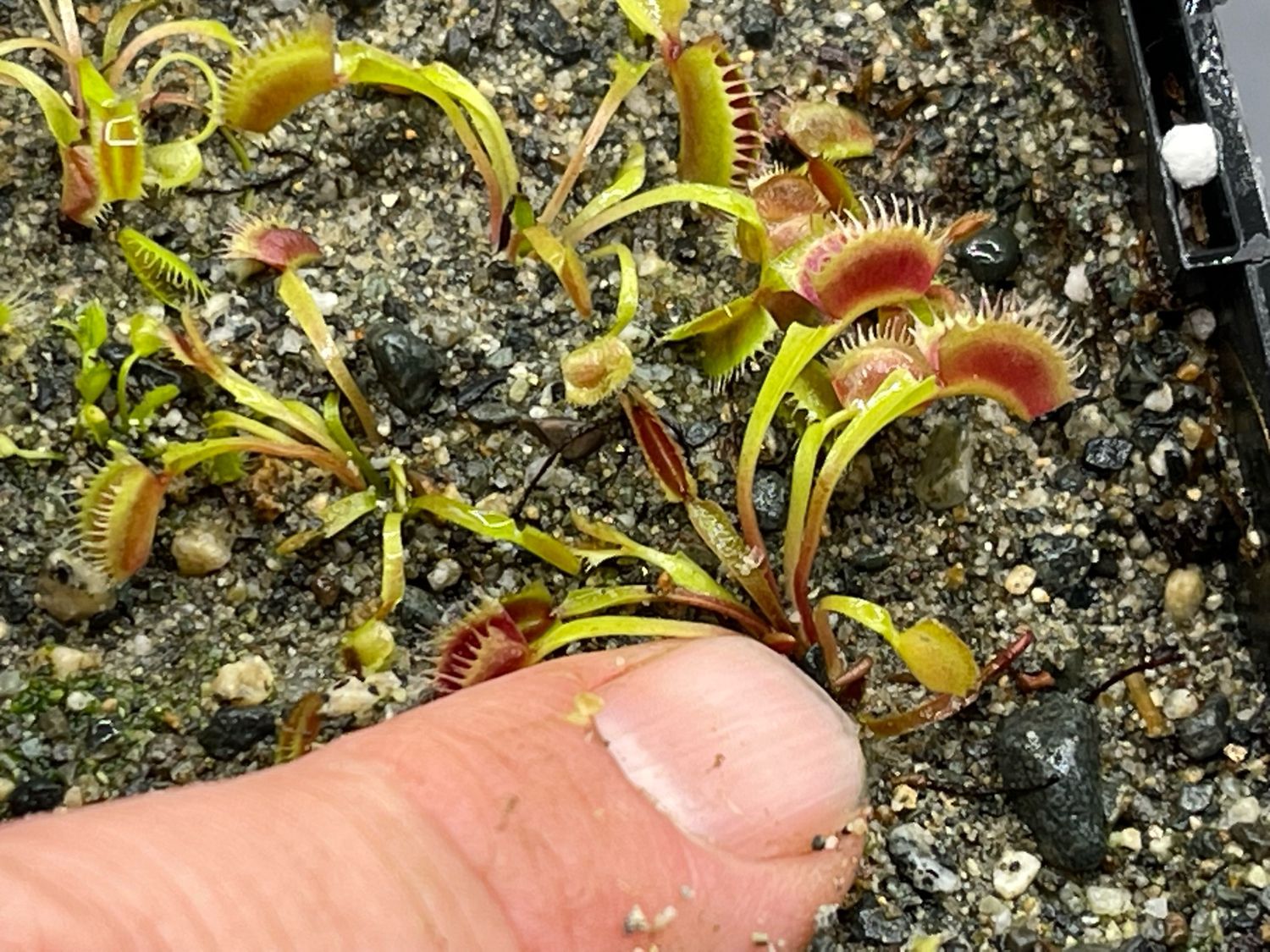 Dionaea muscipula  ‘Japanese Dwarf ’ (small)