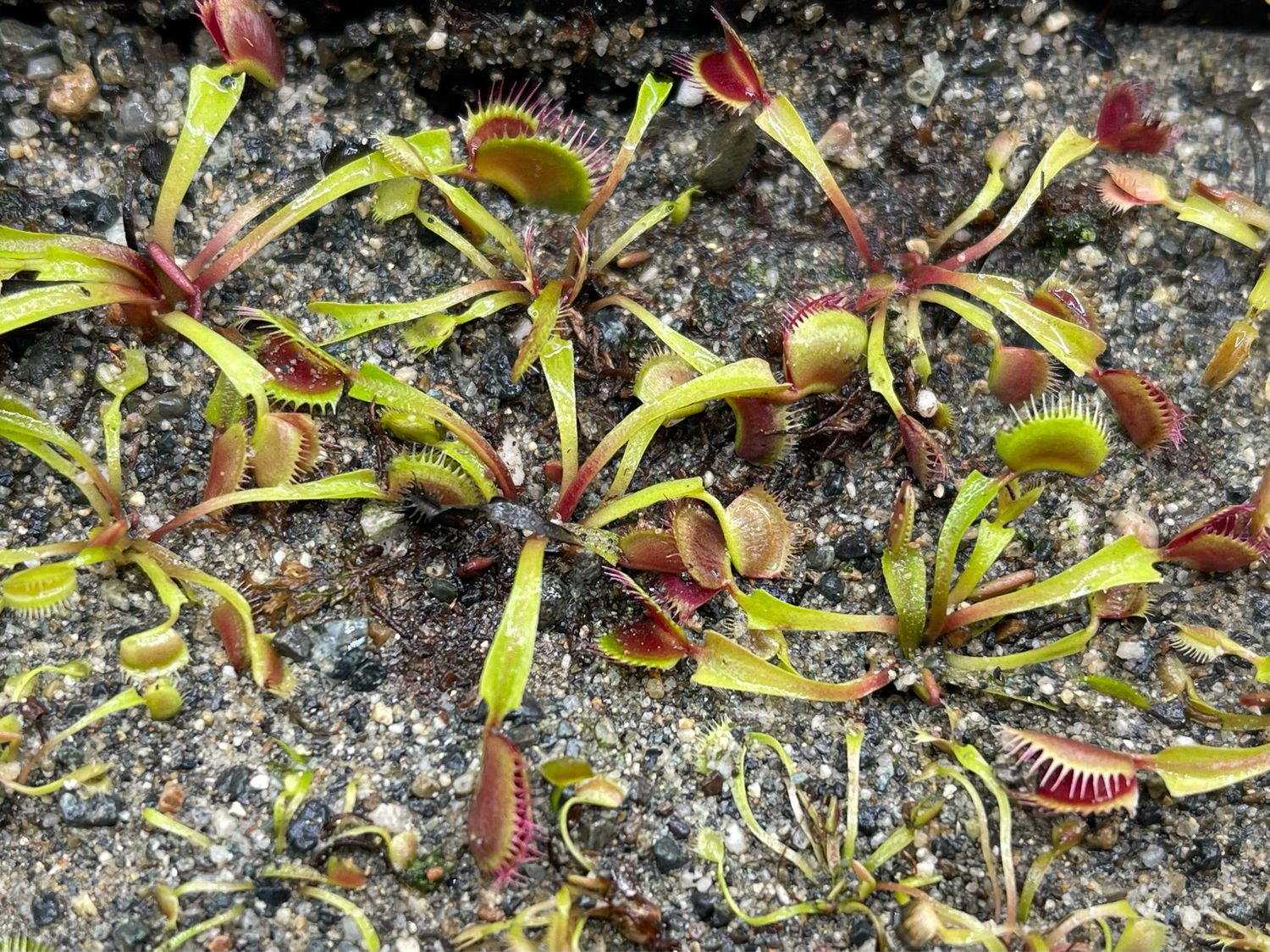 Dionaea muscipula  ‘Japanese Dwarf ’ (small)