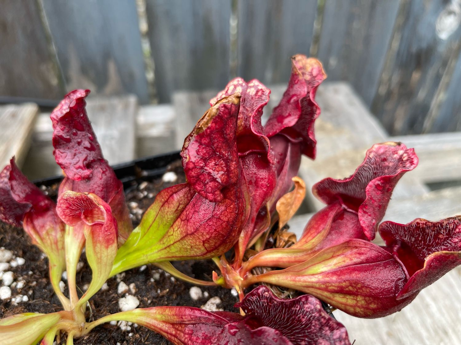 Sarracenia purpurea ssp. venosa Hamstead, Nc