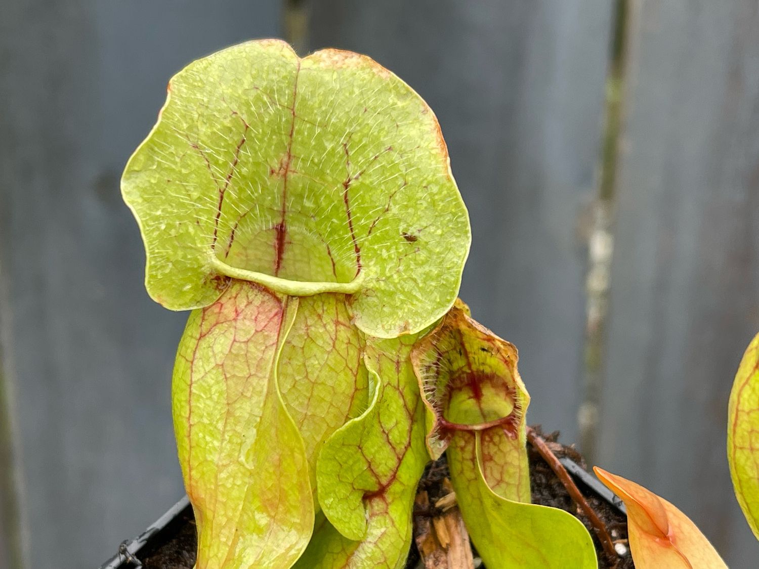 Sarracenia purpurea ssp. venosa Green Swamp, Nc