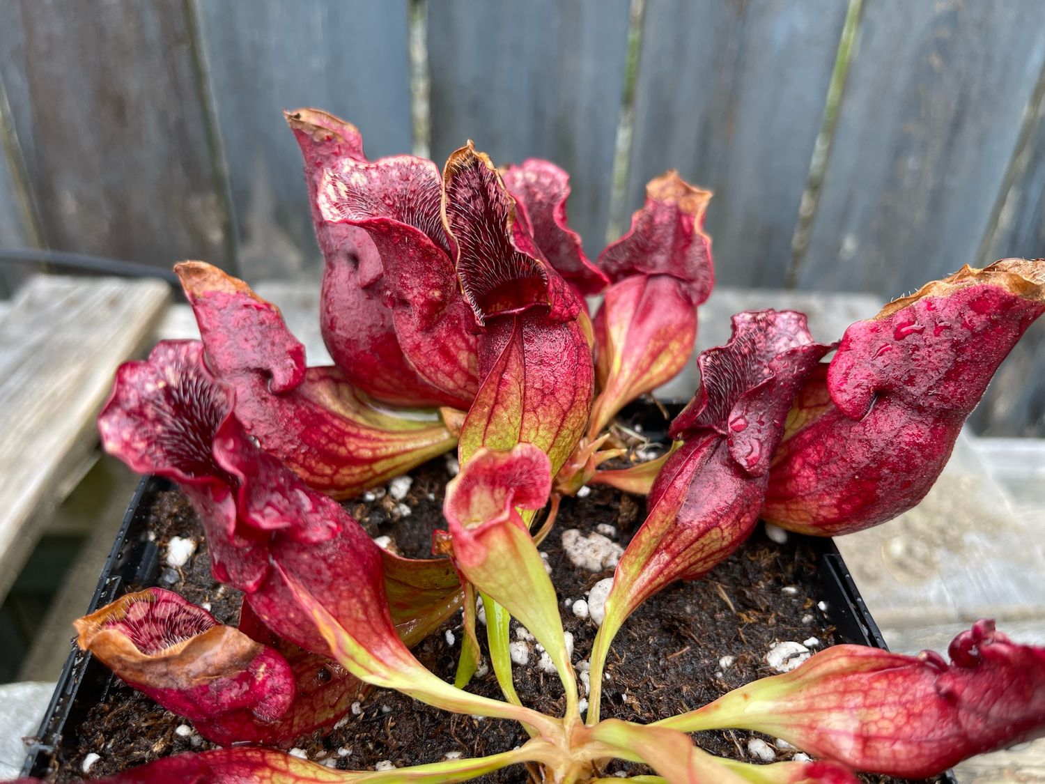 Sarracenia purpurea ssp. venosa Hamstead, Nc