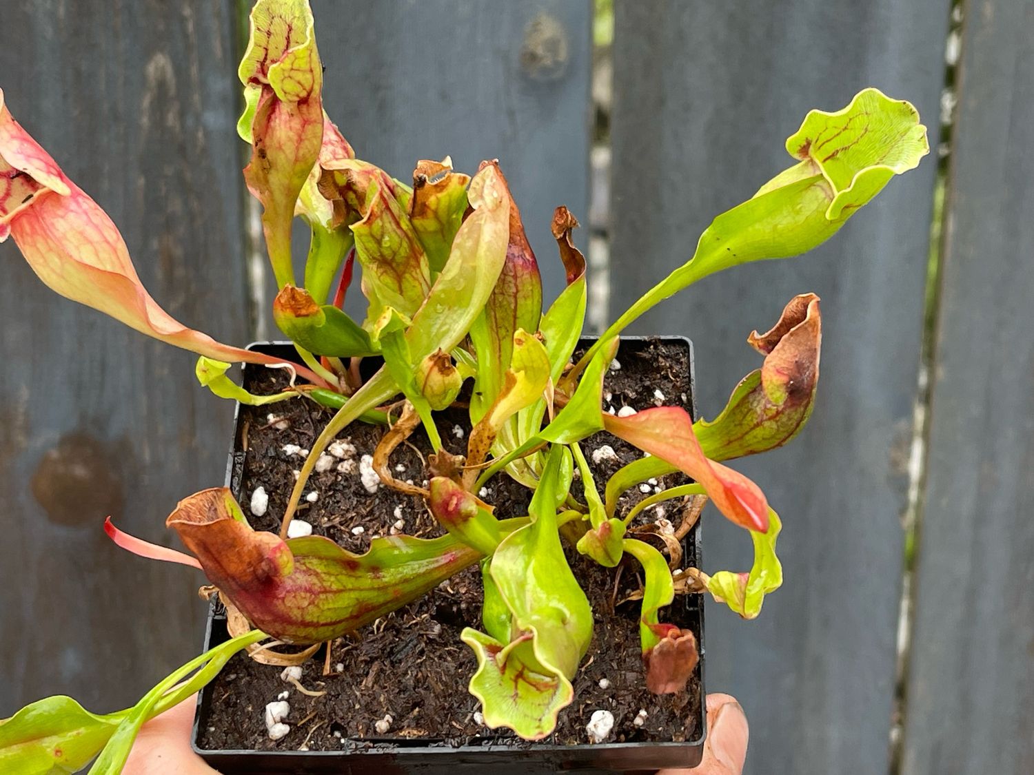 Sarracenia purpurea ssp. purpurea var. ripcola