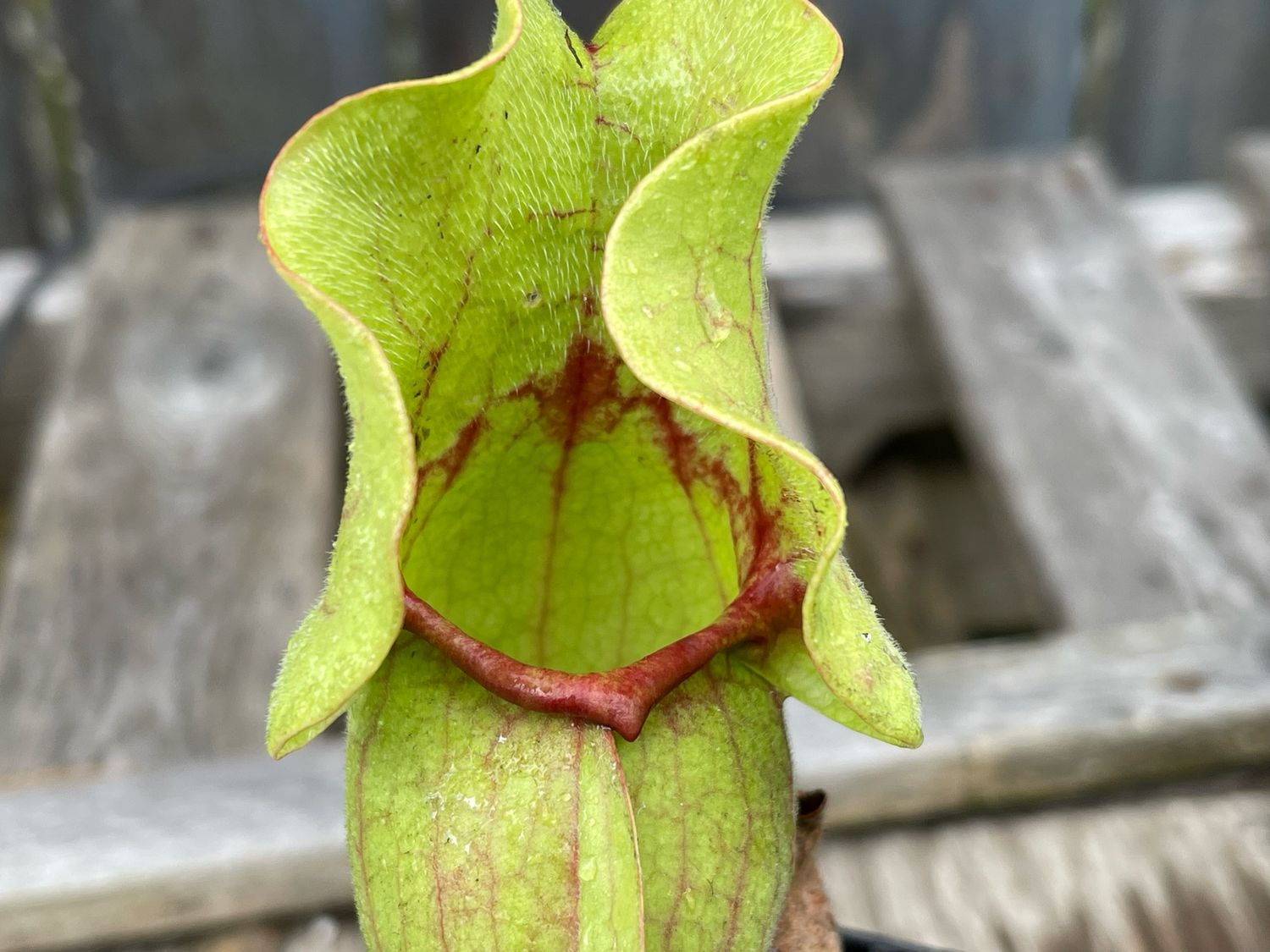Sarracenia purpurea ssp. venosa “Big Dutch Form” Selfed - Divisions 