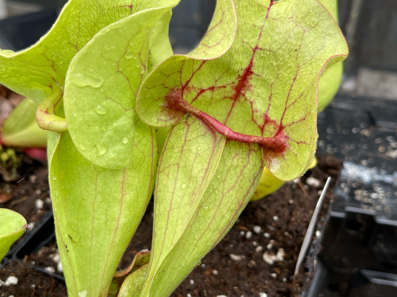 Sarracenia purpurea ssp. venosa “Cresco Clone” - Divisions 