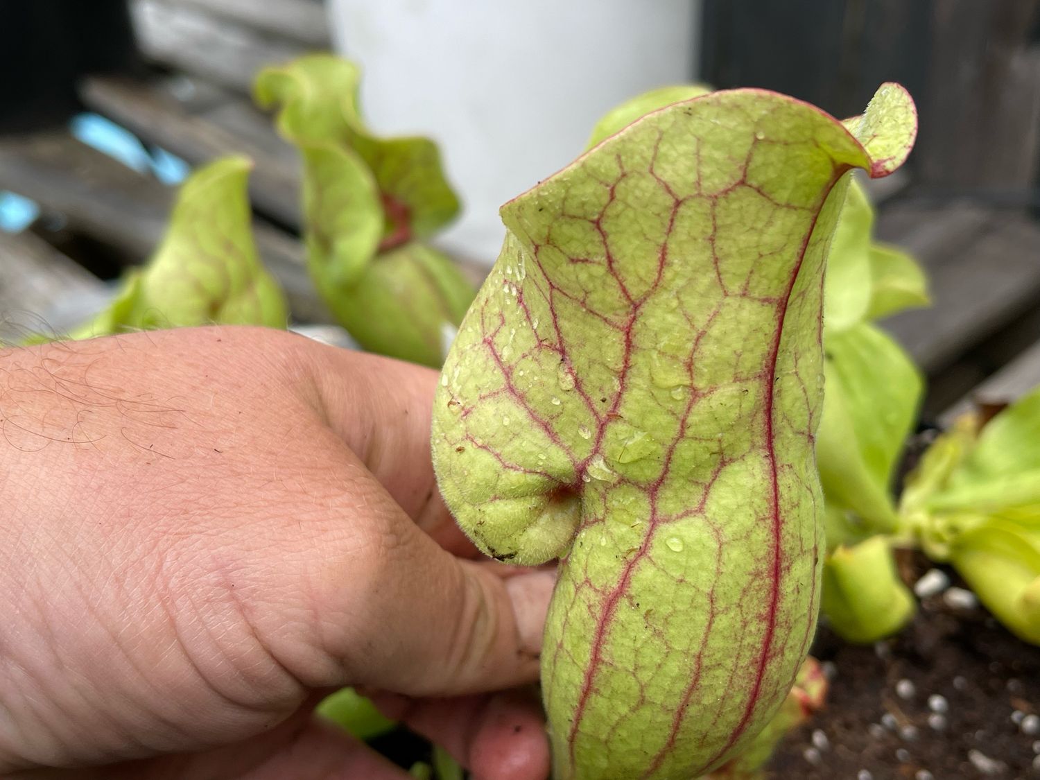 Sarracenia purpurea ssp. venosa “Cresco Clone” - Divisions 
