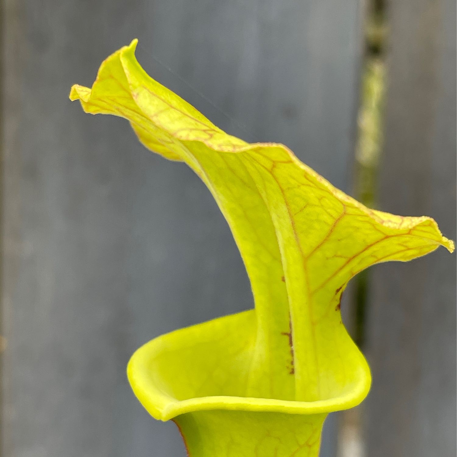 Sarracenia “Brooks Hybrid”