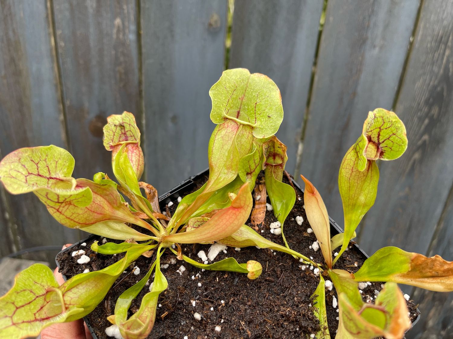 Sarracenia purpurea ssp. venosa Green Swamp, Nc