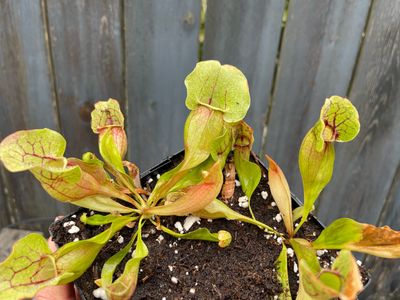 Sarracenia purpurea ssp. venosa Green Swamp, Nc