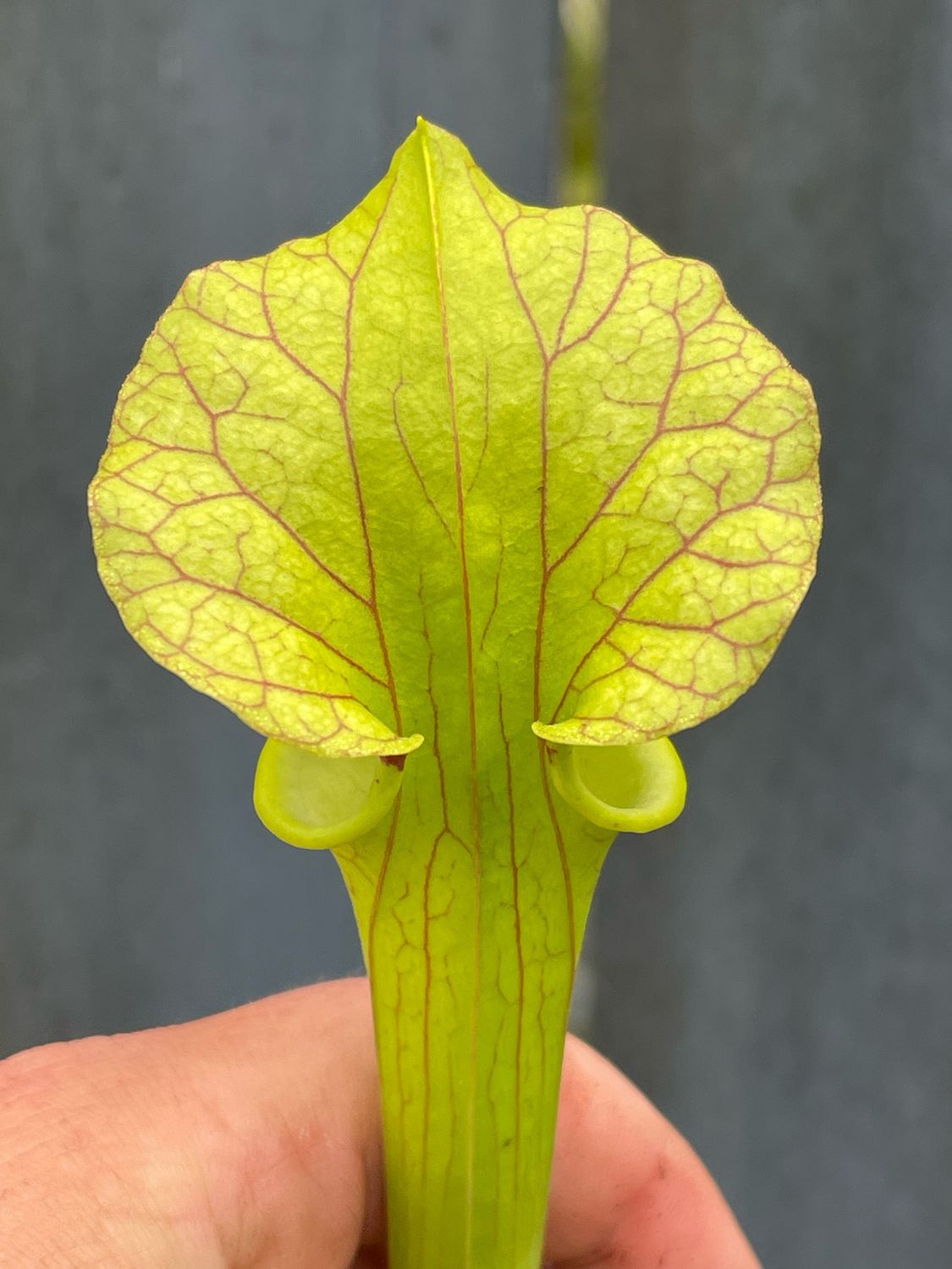 Sarracenia “Brooks Hybrid”