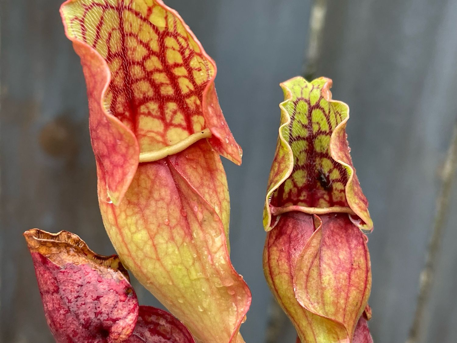 Sarracenia purpurea ssp. purpurea var. ripcola