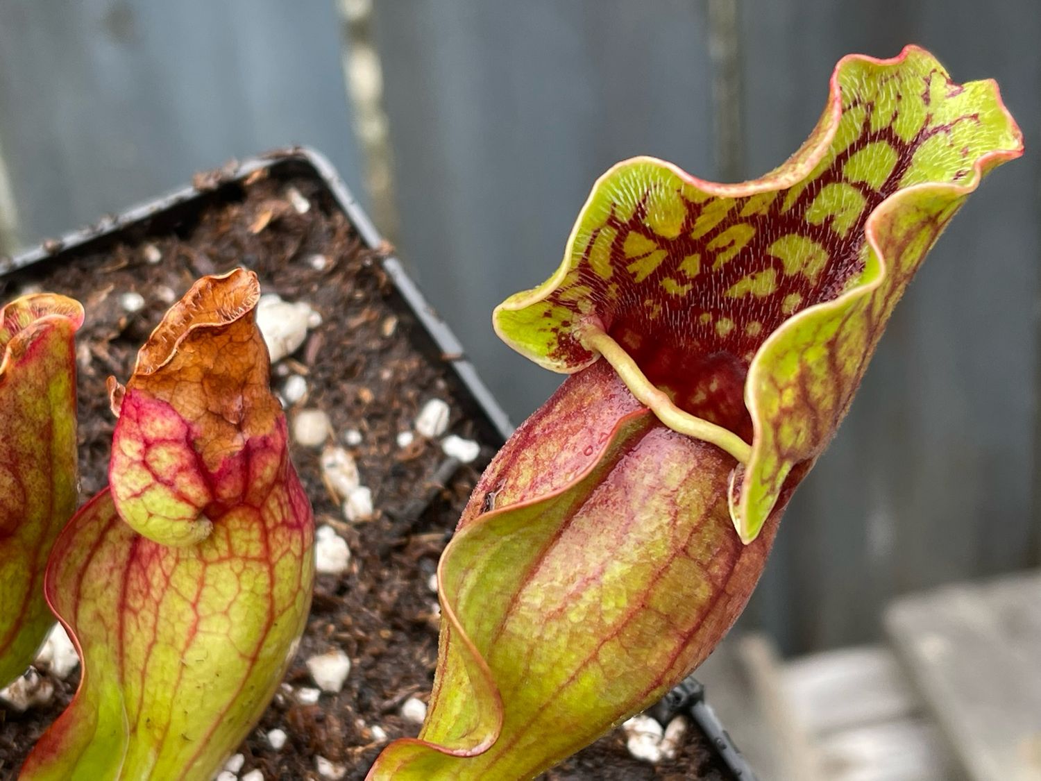 Sarracenia purpurea ssp. purpurea var. ripcola