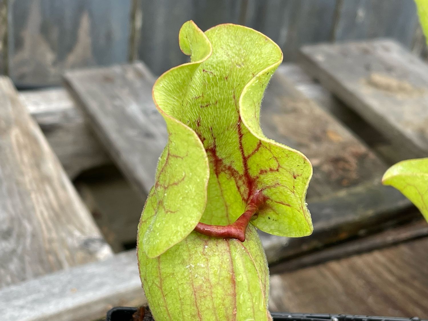 Sarracenia purpurea ssp. venosa “Big Dutch Form” Selfed - Divisions 