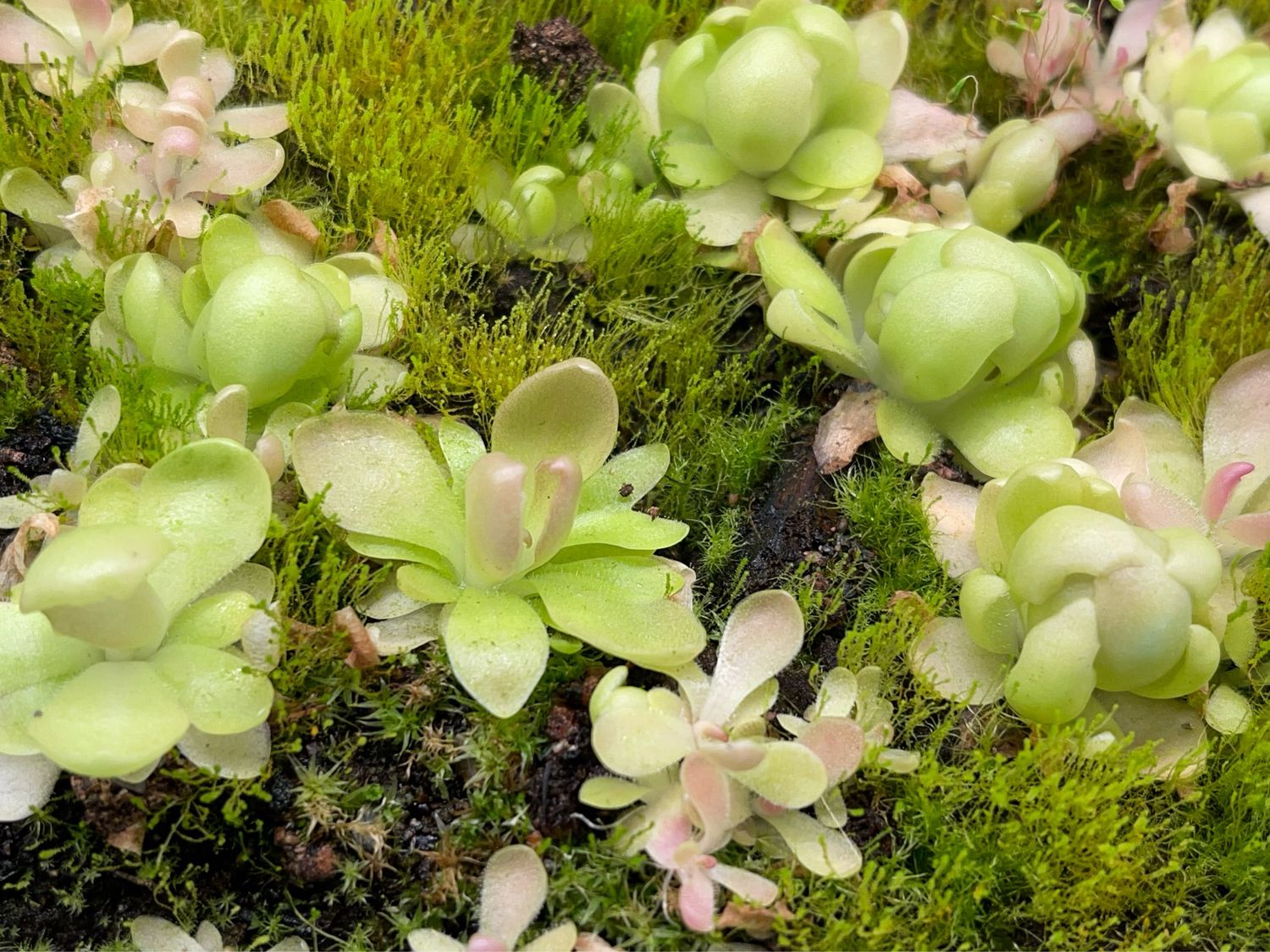 Pinguicula Marciano