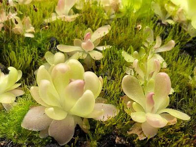Pinguicula ‘Marciano’ 
