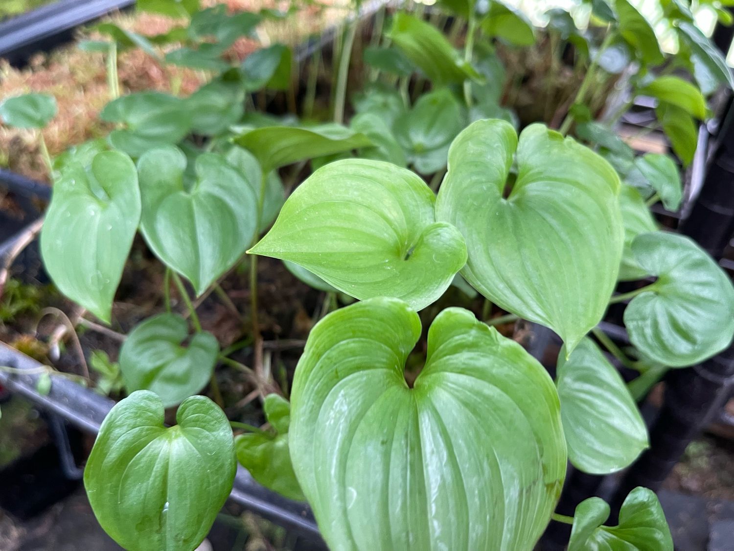 Maianthemum dilatatum - Snakeberry