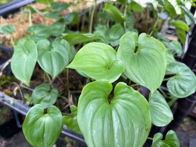 Maianthemum dilatatum - Snakeberry