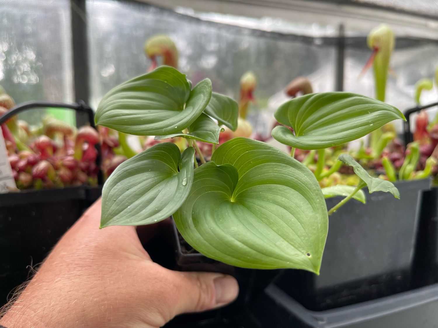 Maianthemum dilatatum - Snakeberry