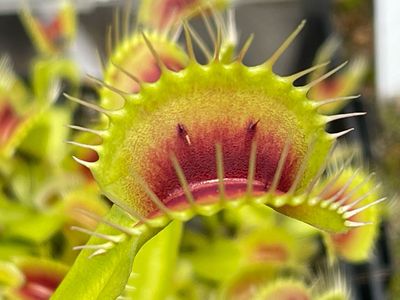 Dionaea muscipula  “Red Bull” Venus Flytrap (small)