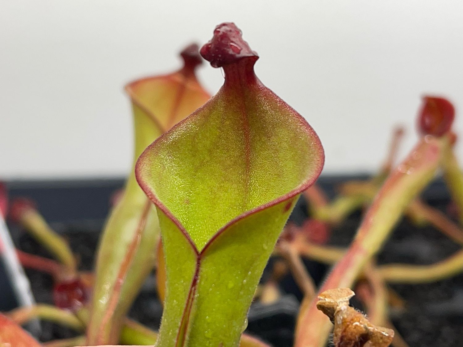 Heliamphora sarracenioides x ionasii - Juvenile Pitchers