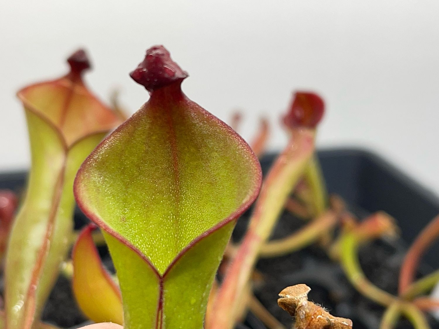Heliamphora sarracenioides x ionasii - Juvenile Pitchers
