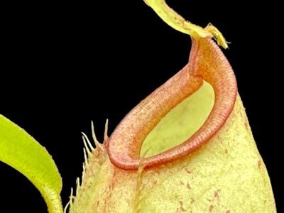 Nepenthes bicalcarata x ampullaria BE-3033 Large!