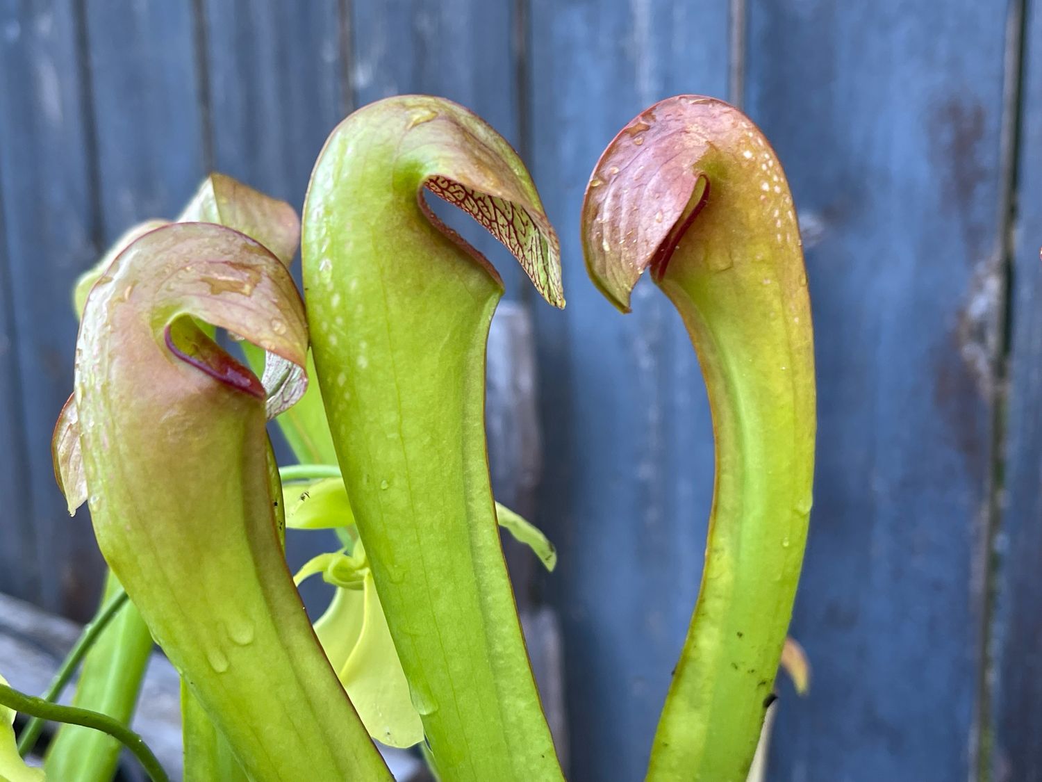 Sarracenia minor var. minor -Blooming size Divisions 
