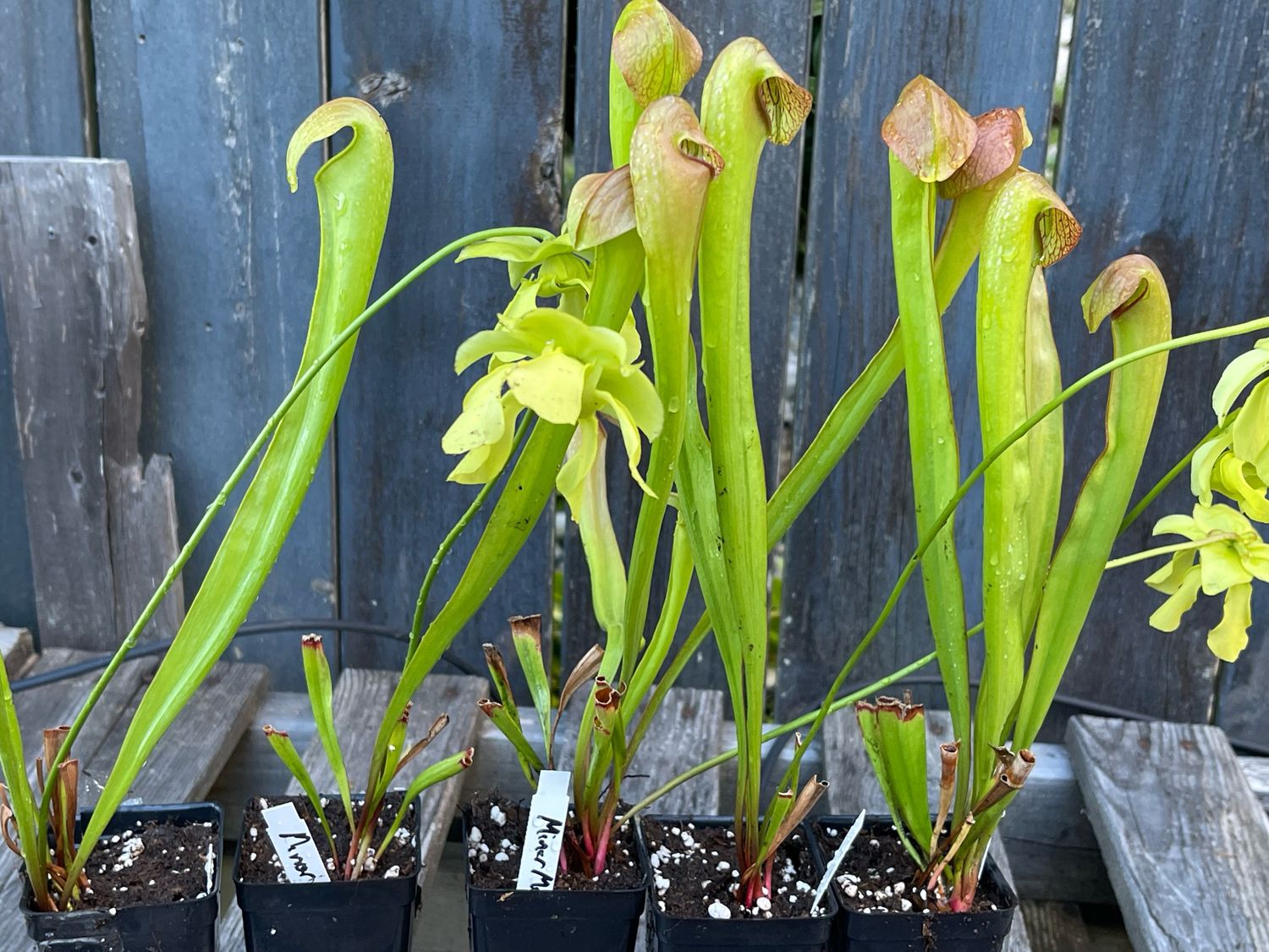 Sarracenia minor var. minor -Blooming size Divisions 