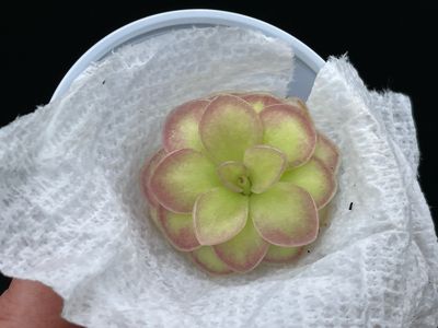 Pinguicula agnata ‘El Lobo’ x huahuapan