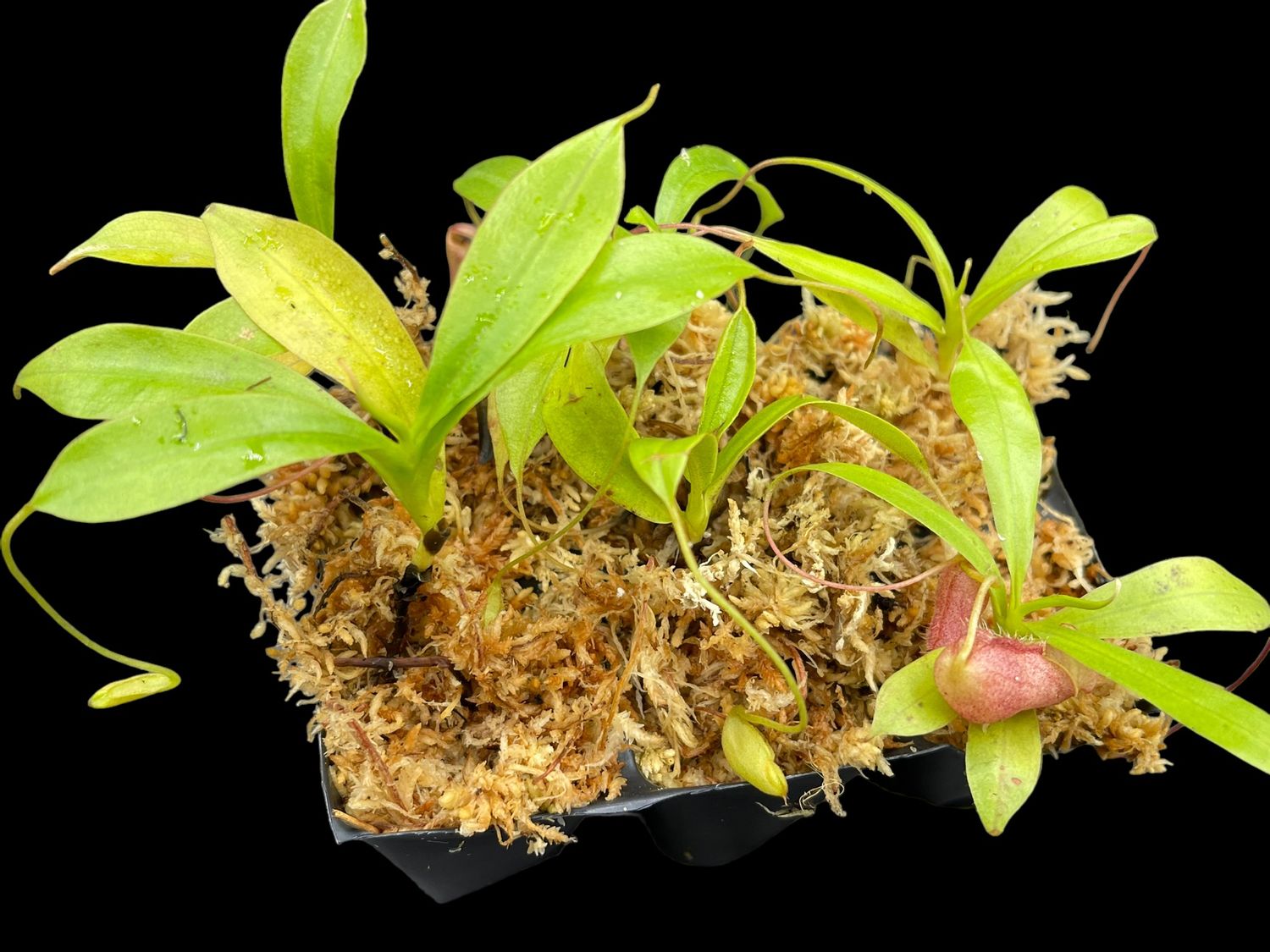 Nepenthes leonardoi, Mt Shumkat, Palawan (Medium )