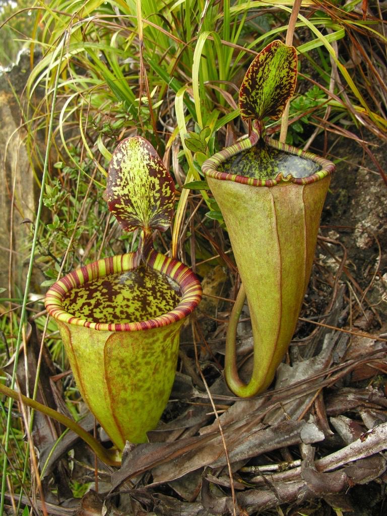 Nepenthes attenbourghii - “Victoria Peak”