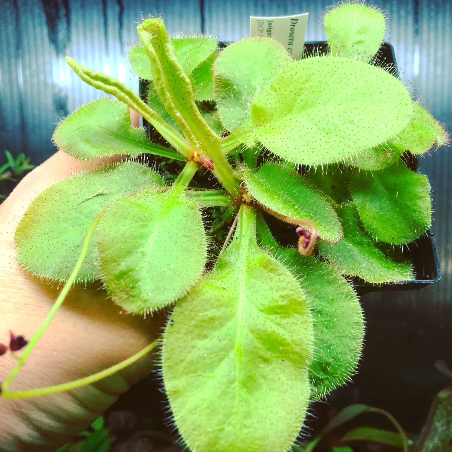 Drosera “Andromeda” Sundew schizandra x prolifera