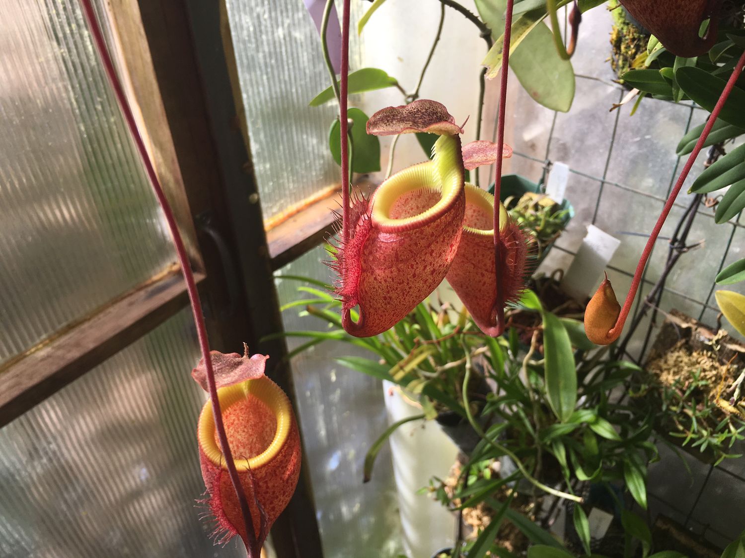 Nepenthes leonardoi, Mt Shumkat, Palawan (Medium )