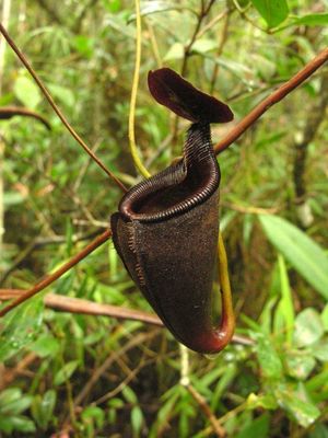 Nepenthes leonardoi, Mt Shumkat, Palawan (small)