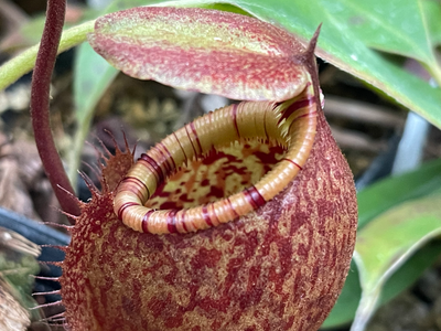 Nepenthes palawanensis - Sultan Peak, Palawan (Medium)