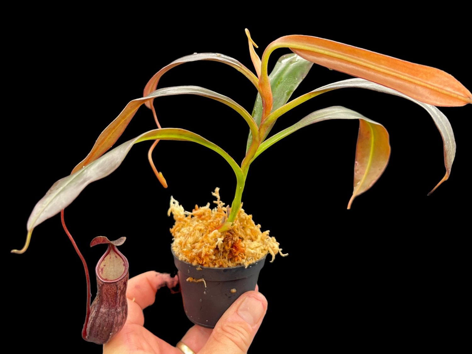 Nepenthes ceciliae (Mindanao, Philippines)
