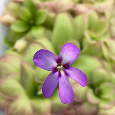 Pinguicula agnata ‘El Lobo’ x huahuapan