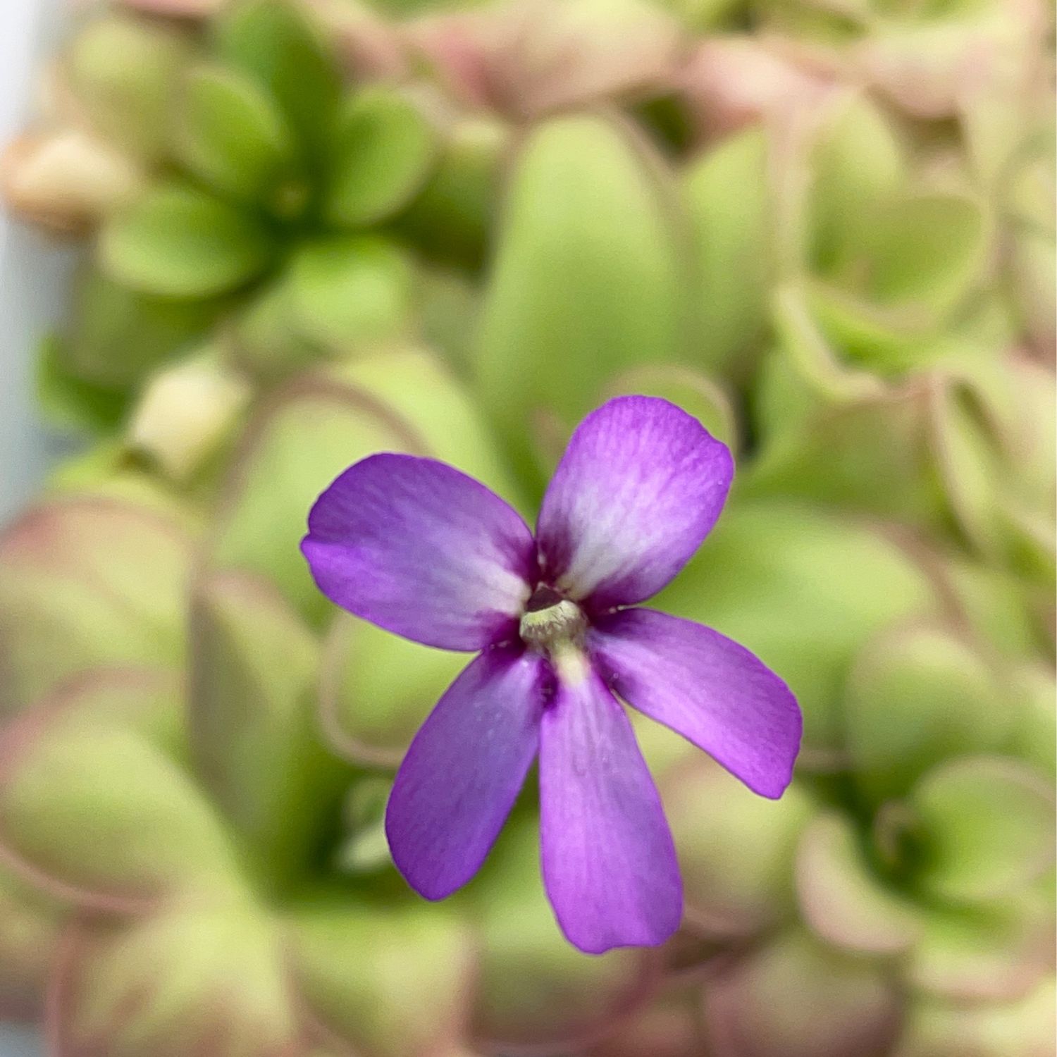 Pinguicula agnata ‘El Lobo’ x huahuapan