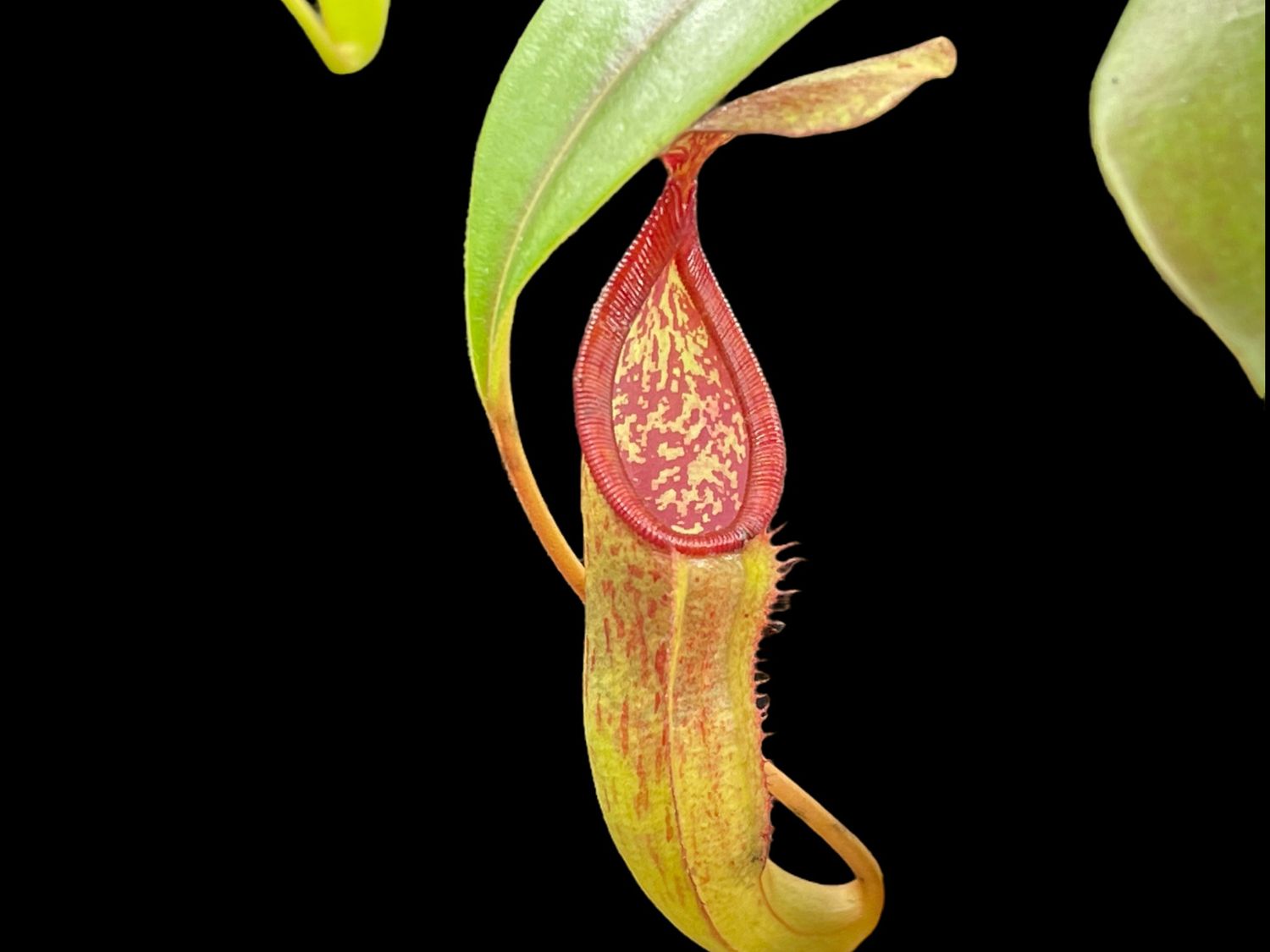 Nepenthes copelandii x dubia - Seed Grown