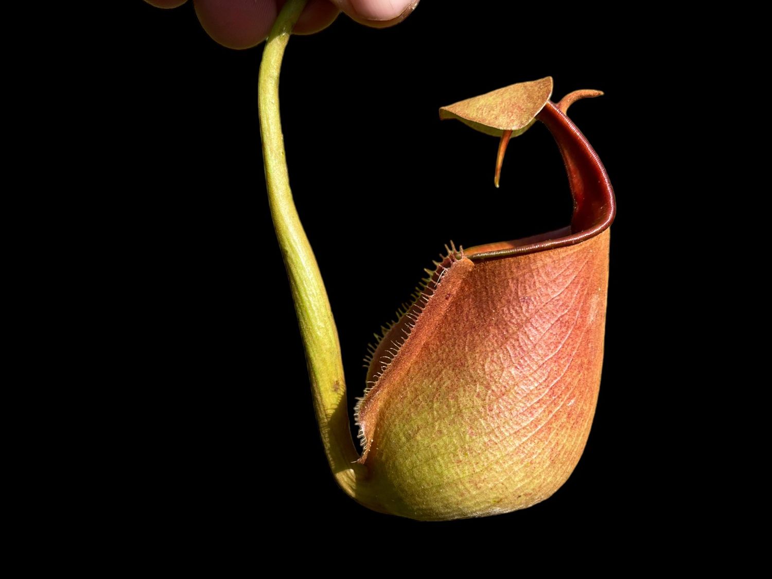 Nepenthes bicalcarata - Yellow/Orange Pitchers - New!