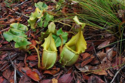 Nepenthes veitchii “Golden Peristome” -Bario