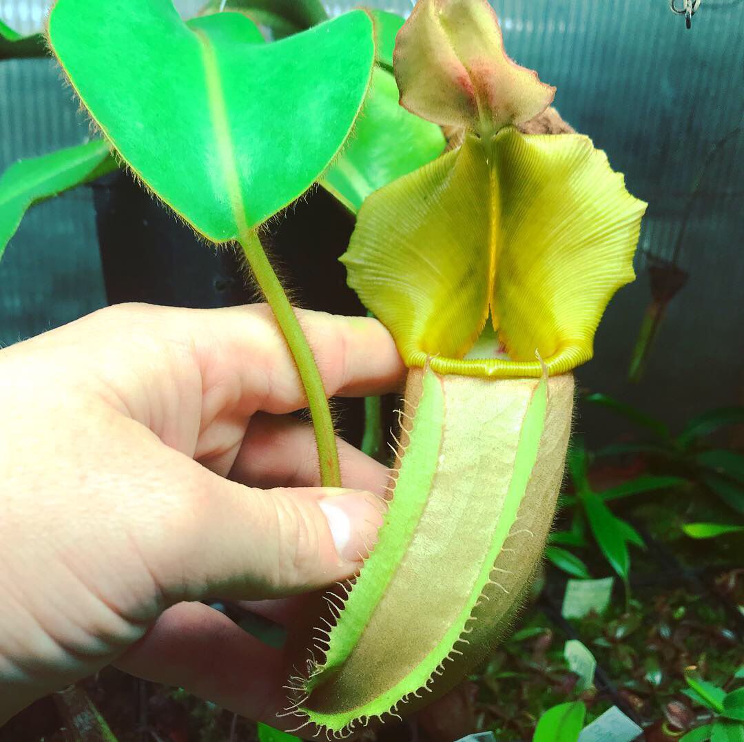 Nepenthes veitchii “Golden Peristome” -Bario