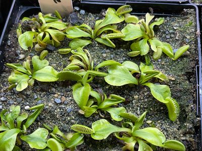 Dionaea muscipula Ramesse I (small)