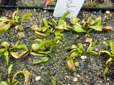 Dionaea muscipula GJ Maratchi (small)