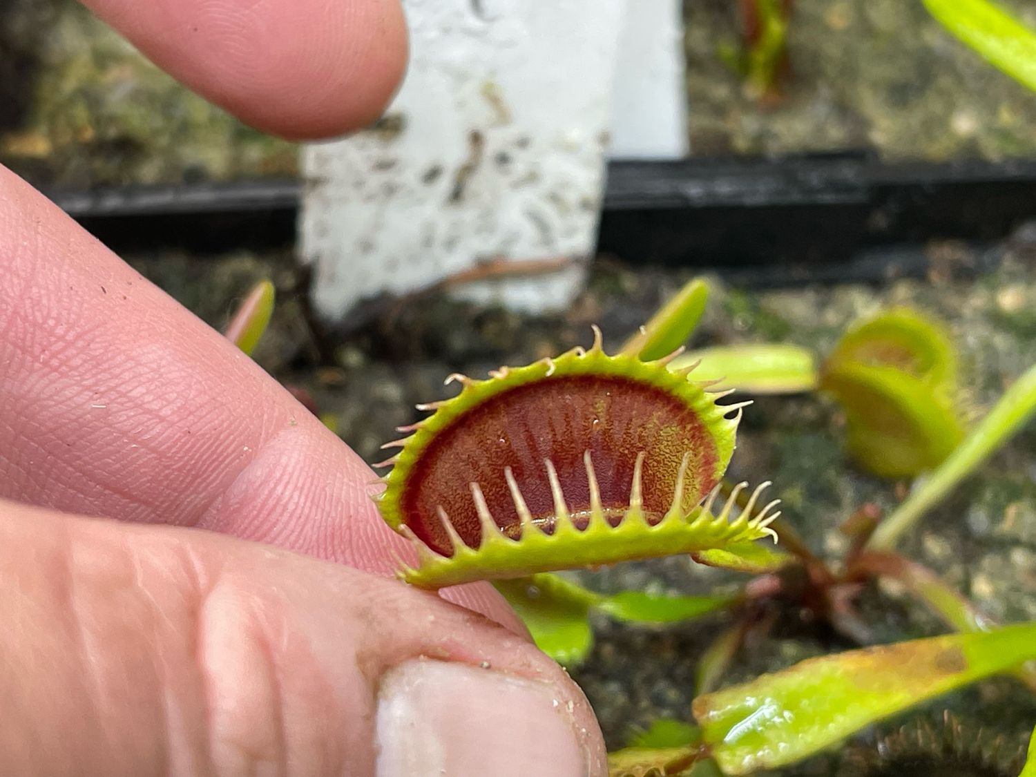 Dionaea muscipula ‘Wine Mouth (small)
