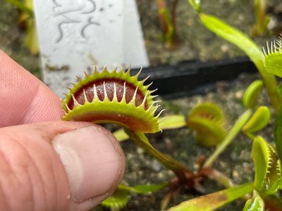Dionaea muscipula ‘Wine Mouth (small)