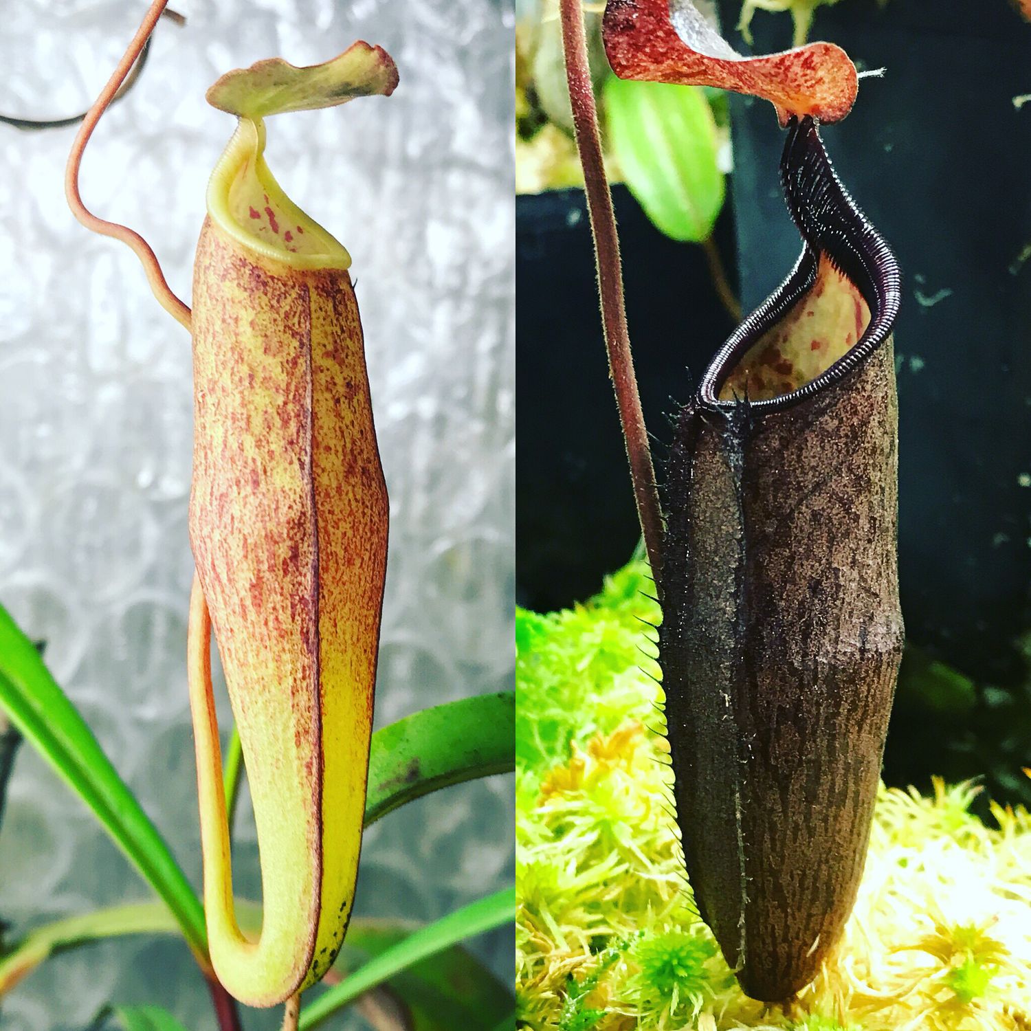 Nepenthes alba, Gng Tahan (small)