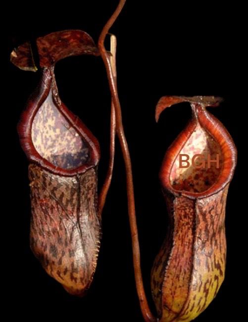 Nepenthes ceciliae (Mindanao, Philippines)