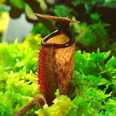 Nepenthes argentii Guiting-Guiting, Sibuyan