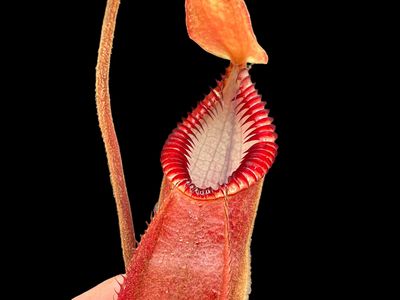 Nepenthes diabolical AKA hamata “Red Hairy” Clone 4 (small) 
