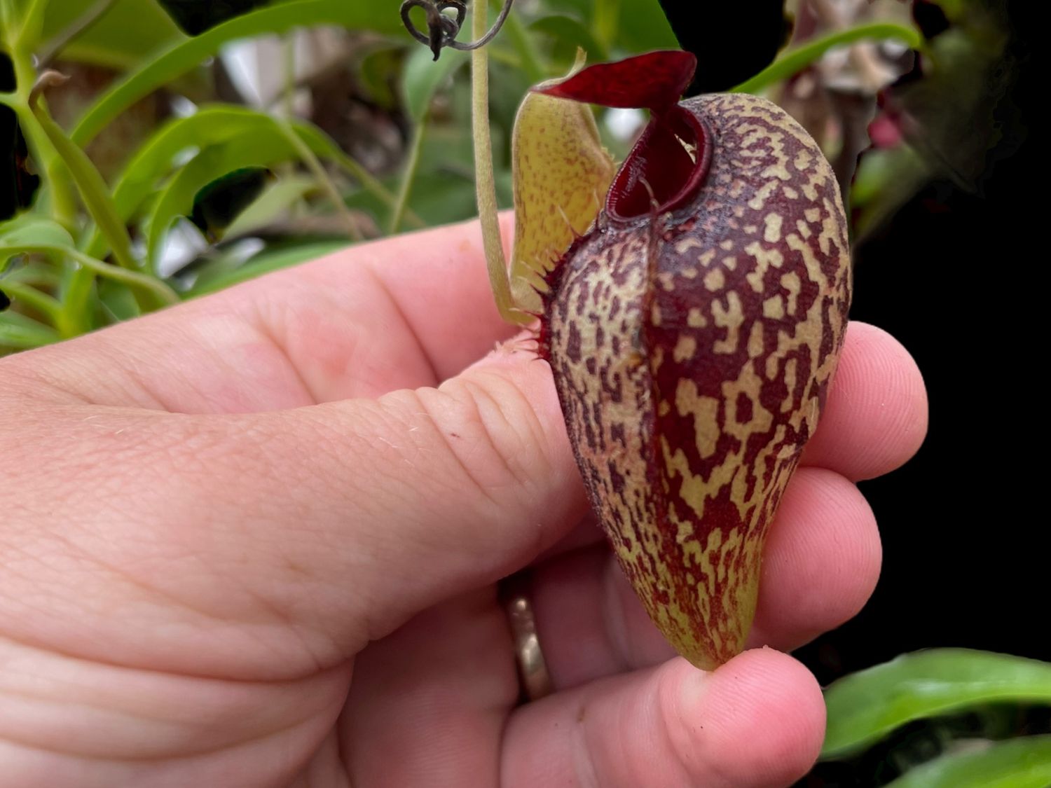 Nepenthes Aristolochiodes (Small) 